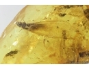 Three Big Termites, Isoptera. Fossil inclusions in Baltic amber stone #7288