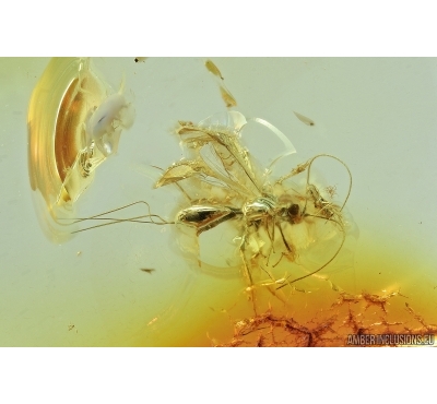 Hymenoptera, Braconidae, Wasp. Fossil insect in Baltic amber #7289