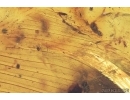Rare Feather, Aves. Fossil inclusion in Burmite Amber from Myanmar #7300