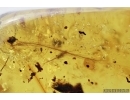 Rare Two Feathers, Aves. Fossil inclusions in Burmite Amber from Myanmar #7301