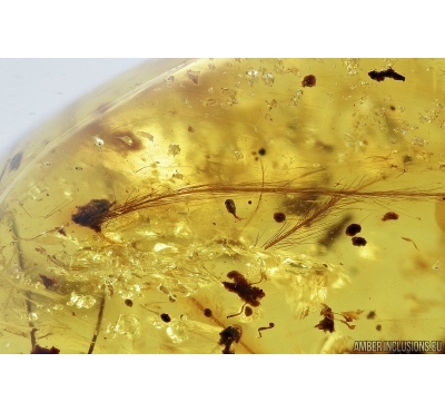 Rare Two Feathers, Aves. Fossil inclusions in Burmite Amber from Myanmar #7301