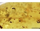 Rare Two Feathers, Aves. Fossil inclusions in Burmite Amber from Myanmar #7301