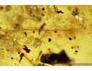 Rare Two Feathers, Aves. Fossil inclusions in Burmite Amber from Myanmar #7301