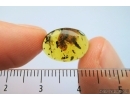 Rare Gecko Skin. Fossil inclusion in Burmite Amber from Myanmar #7308