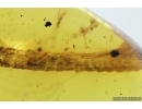 Very rare, Long 20mm! Gecko Tail and Beetle. Fossil inclusions in Burmite Amber from Myanmar #7309