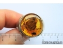 Rare, Big 9mm! Snail Shell, Gastropoda. Fossil inclusion in silver ring. Burmite Amber from Myanmar #7310