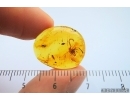 Very rare Scorpion in Burmite Amber from Myanmar #7311