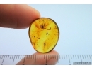 Very rare Scorpion in Burmite Amber from Myanmar #7311