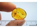 Very rare Scorpion in Burmite Amber from Myanmar #7311