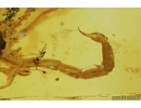 Very rare Scorpion in Burmite Amber from Myanmar #7311
