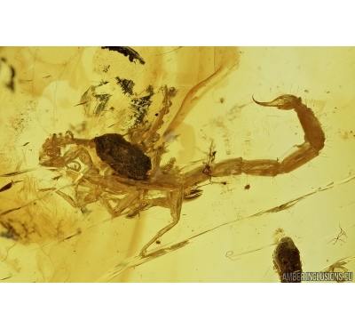 Very rare Scorpion in Burmite Amber from Myanmar #7311