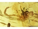 Very rare Scorpion in Burmite Amber from Myanmar #7311