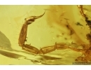 Very rare Scorpion in Burmite Amber from Myanmar #7311