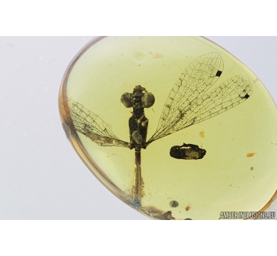 Very Rare Dragonfly, Odonata. Burmite Amber from Myanmar #7312