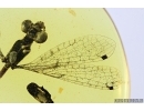 Very Rare Dragonfly, Odonata. Burmite Amber from Myanmar #7312