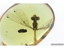 Very Rare Dragonfly, Odonata. Burmite Amber from Myanmar #7312