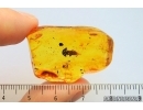 Rare Ant Nest Beetle, CARABIDAE: PAUSSINAE. Fossil insect in Baltic amber #7316