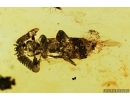 Rare Ant Nest Beetle, CARABIDAE: PAUSSINAE. Fossil insect in Baltic amber #7316