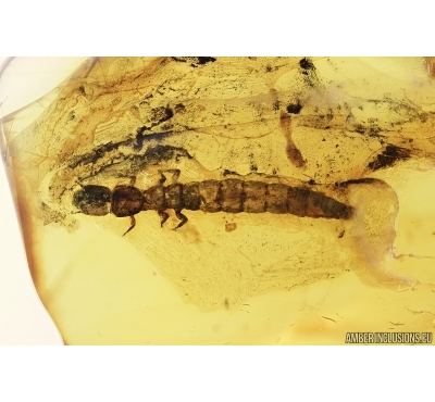Very Rare, Big 14mm Snakefly Larva. RAPHIDIOPTERA. Fossil insect in Baltic amber #7318