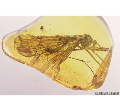 Very Rare, Big 24mm! Scorpionfly, Mecoptera, Bittacidae. Fossil insect in BALTIC AMBER #7323