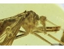 Very Rare, Big 24mm! Scorpionfly, Mecoptera, Bittacidae. Fossil insect in BALTIC AMBER #7323