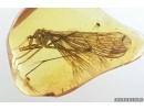 Very Rare, Big 24mm! Scorpionfly, Mecoptera, Bittacidae. Fossil insect in BALTIC AMBER #7323