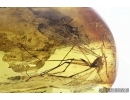 Rare Scorpionfly Mecoptera Bittacidae 14mm! Fossil insect in Baltic amber #7391