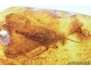 Rare Scorpionfly, Mecoptera, Panorpidae. Fossil inclusion in Baltic amber #7392