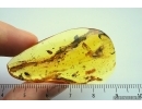 Lacewing, Millipede, Leaf and More. Fossil inclusions in Baltic amber #7394