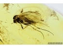 Lacewing, Millipede, Leaf and More. Fossil inclusions in Baltic amber #7394