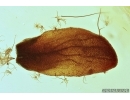 Lacewing, Millipede, Leaf and More. Fossil inclusions in Baltic amber #7394