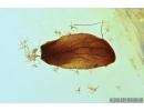 Lacewing, Millipede, Leaf and More. Fossil inclusions in Baltic amber #7394