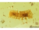 Lacewing, Millipede, Leaf and More. Fossil inclusions in Baltic amber #7394