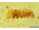 Lacewing, Millipede, Leaf and More. Fossil inclusions in Baltic amber #7394