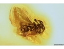 RARE TWISTED-WINGED (STYLOPID), STREPSIPTERA. Fossil insect in Baltic amber #7399