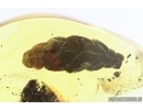 Nice Plant, Thuja. Fossil inclusion in Baltic amber #7407