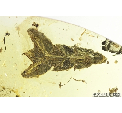 Nice Plant, Thuja. Fossil inclusion in Baltic amber #7408