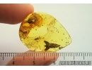 Nice Plant, Thuja. Fossil inclusion in Baltic amber #7408