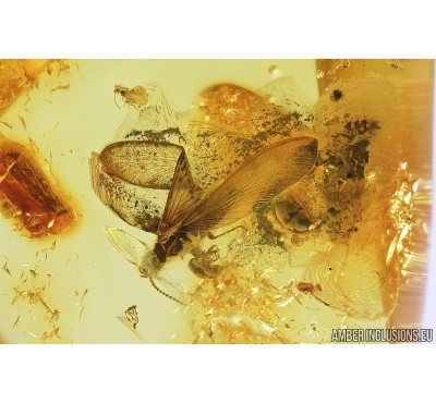 Termite, Springtail, Beetle and Wasp. Fossil inclusions in Baltic amber#7411