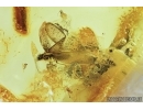 Termite, Springtail, Beetle and Wasp. Fossil inclusions in Baltic amber#7411
