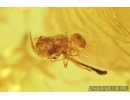 Termite, Springtail, Beetle and Wasp. Fossil inclusions in Baltic amber#7411