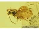 Termite, Springtail, Beetle and Wasp. Fossil inclusions in Baltic amber#7411