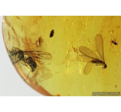 Termite, Wasp and More. Fossil inclusions in Baltic amber#7412