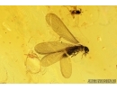 Termite, Wasp and More. Fossil inclusions in Baltic amber#7412