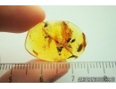 ASSASSIN BUG, REDUVIIDAE, and CADDISFLY, TRICHOPTERA. Fossil inclusions in Baltic amber #4716