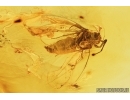 WHITEFLY, ALEYRODOIDEA. Fossil insect in Baltic amber #7417