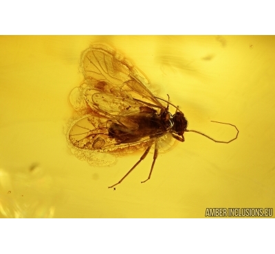 VERY NICE PSOCOPTERA, PSOCID. Fossil insect in Baltic amber #7418