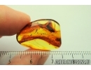 Cricket, Orthoptera. Fossil insect in Baltic amber stone #7419