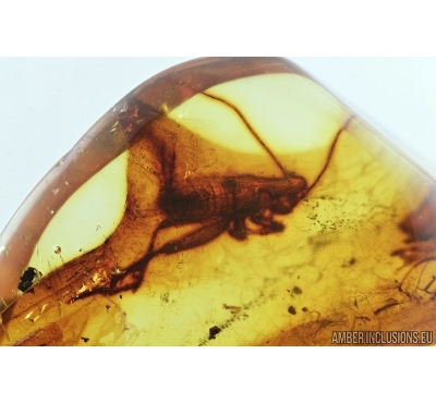 Cricket, Orthoptera. Fossil insect in Baltic amber stone #7419