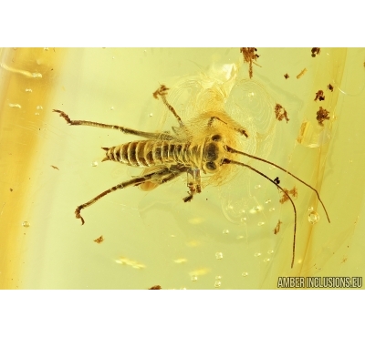 Nice Cricket, Orthoptera. Fossil insect in Big Baltic amber stone #7420